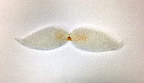 Bigote Mostacho Blanco